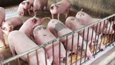 Giá heo hơi hôm nay (25/6/2024)